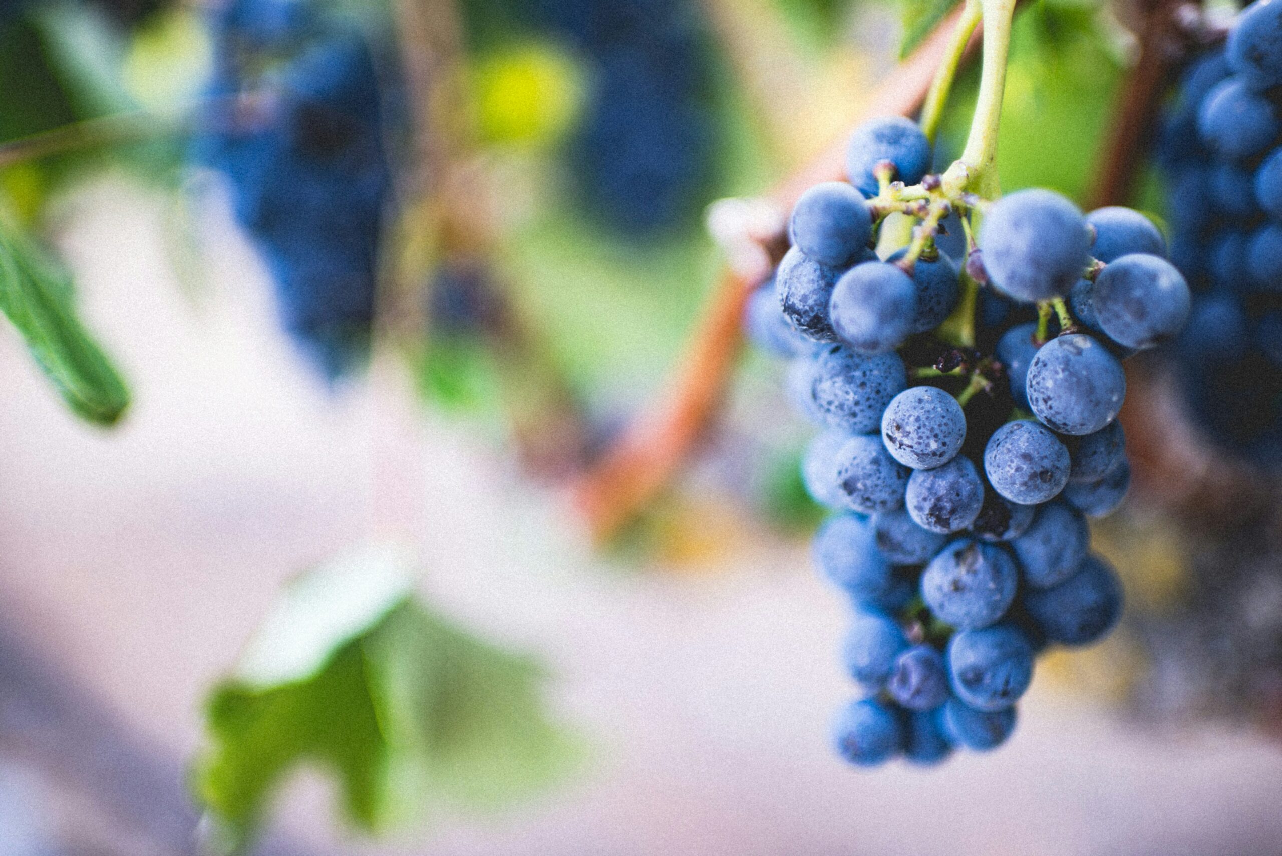 vignes-raisin-chaeau-neuf-du-pape
